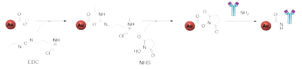 금 나노입자와 항체를 결합 (conjugation)하기 위한 EDC-NHS 반응