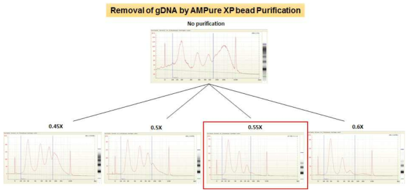 AMPure XP bead를 사용한 cfDNA 시료에서 gDNA 제거