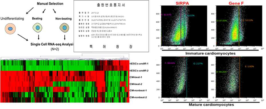고순도의 심근세포 분리를 위한 표면표지인자 발굴