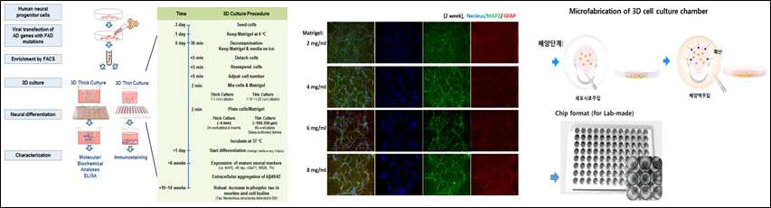 3D 배양법을 통한 알츠하이머병 모델 구축