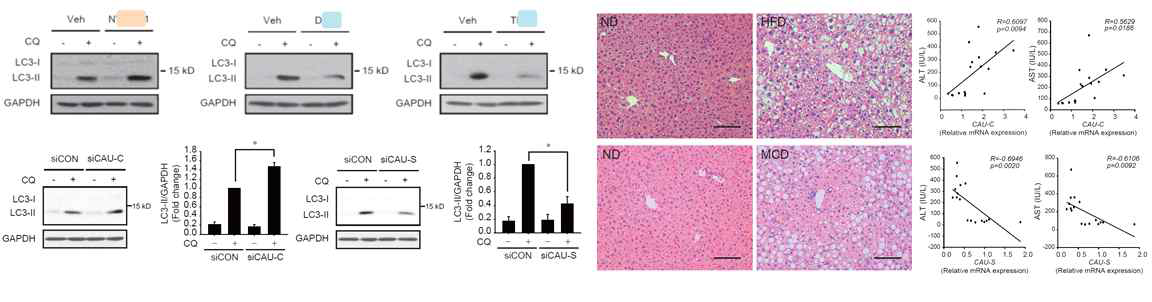 오토파지 관련 간손상 타겟 분자 발굴(2종)