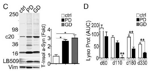 SNCA triplication을 가지는 환자 유래 iPSC로부터 도파민 합성 신경세포의 alpha-synuclein의 축적 및 lysosomal degradation 능력이 저해현상