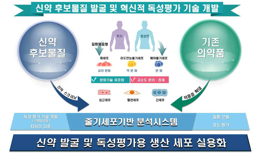 줄기세포 기반 신약 스크리닝 연구 개념도