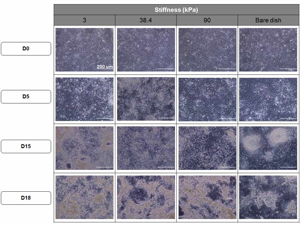 다양한 강성의 하이드로젤 위에서 hESC 분화 여부 관찰. Day 1,5,15,18로 갈수록 hESC 세포가 분화되는 것을 확인할 수 있음. Control bare dish에 비해서 3, 38.4, 90 kPa 하이드로젤 위에서 세포가 덜 뭉치고 고르게 분화되는 것을 관측함