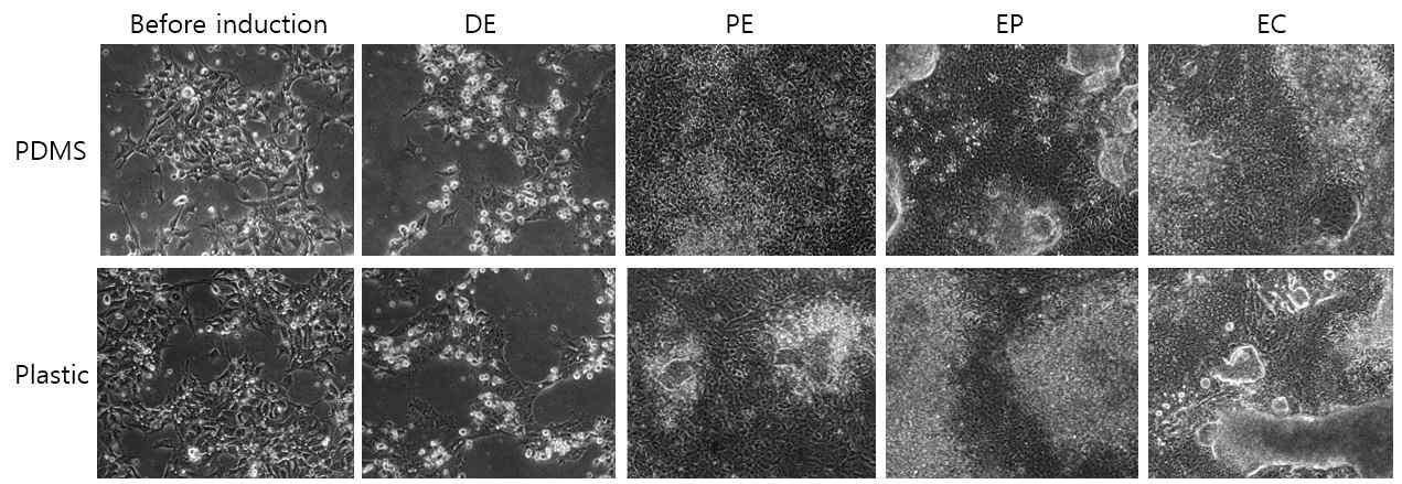 PDMS 바닥과 기존의 plastic dish 간의 hESC 세포의 분화 양상 비교