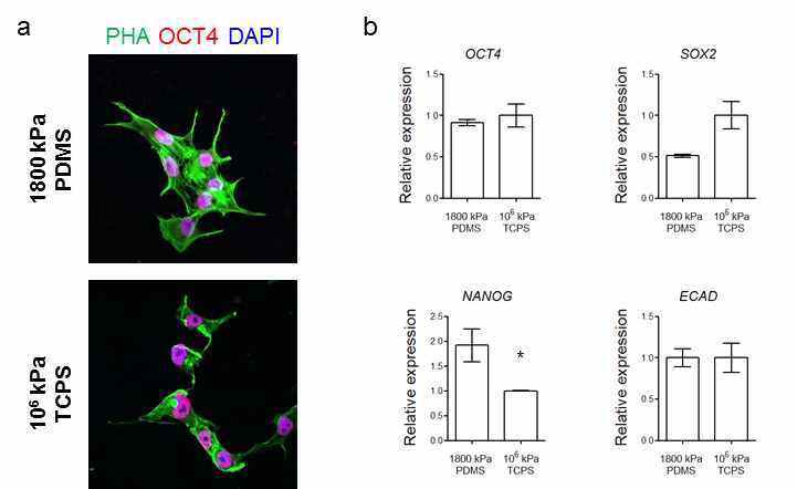 hESC에 분화 약물 처리 전 단계에서 PDMS를 이용한 바닥 강성 조절에 따른 pluripotent marker 발현 정도 비교