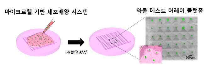 마이크로웰 기반의 3D 세포 클러스터 형성 플랫폼