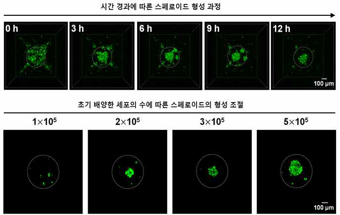 시간 경과에 따른 스페로이드 형성과정 및 세포의 수에 따른 스페로이드 형성 조절