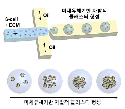 미세유체시스템을 이용한 자발적 클러스터 형성