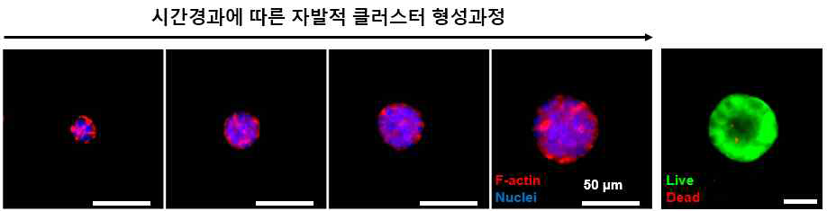 3차원 ECM matrix내에서 시간경과에 따른 세포의 자발적 클러스터 형성과정 및 장기배양시 세포의 생존