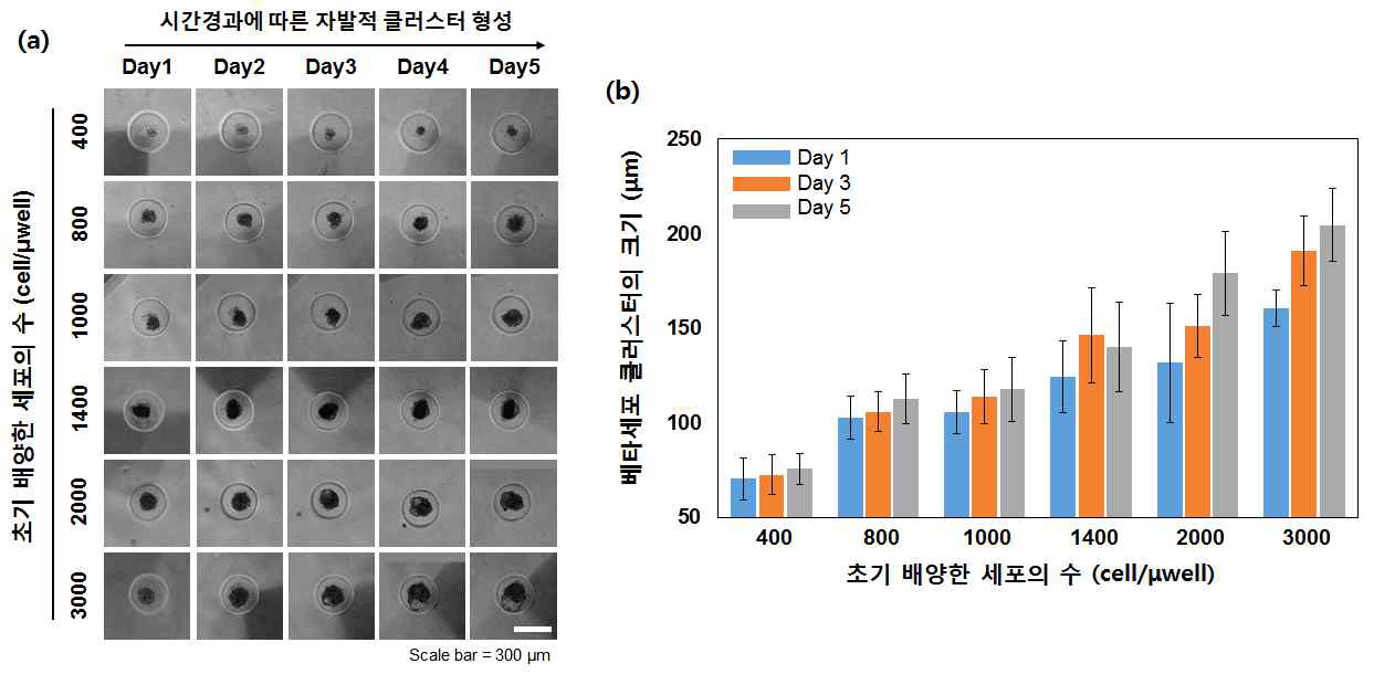 시간 경과에 따른 클러스터 형성과정 및 세포의 수에 따른 스페로이드 형성 조절