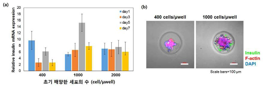 크기 조절된 클러스터의 배양 기간에 따른 인슐린 분비량 비교. (a) 인슐린 mRNA 분비량 비교, (b) 면역염색법을 이용한 인슐린 분비량 비교