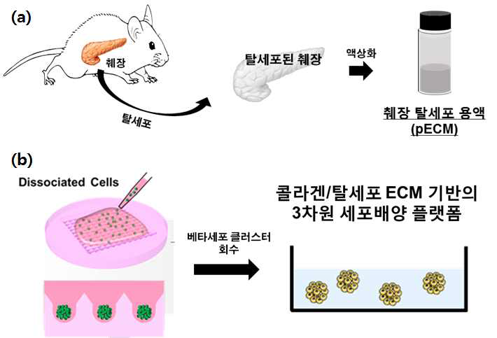 세포외기질을 이용한 베타세포 클러스터의 3차원 배양 플랫폼 개발. (a) 쥐 췌장을 이용한 췌장 탈세포용액 제작, (b) 마이크로웰을 통해 형성된 베타세포 클러스터의 ECM을 이용한 3차원 배양 플랫폼의 개발