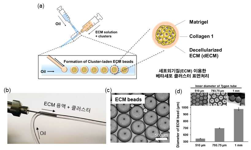 미세유체시스템 기반의 베타세포 클러스터 표면처리기술. (a) 미세유체시스템 기반 클러스터 캡슐화 기술의 모식도. (b) 미세유체시스템 기반의 클러스터 캡슐화 기술. (c) 캡슐화 기술을 이용한 세포외기질 액적의 현미경 이미지. (d)
