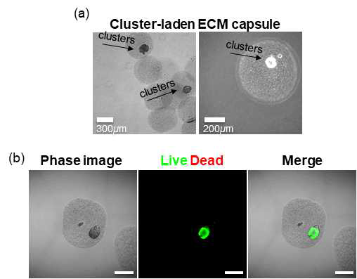 미세유체시스템 기반의 클러스터 캡슐화 기술을 이용한 클러스터의 표면코팅. (a) 세포외기질기반 미세액적 내의 캡슐화된 클러스터의 이미지. (b) 캡슐화한 클러스터의 생존