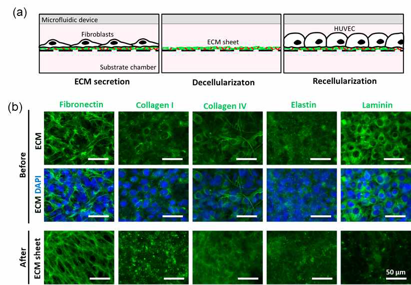 섬유아세포 기반 탈세포화 과정 및 세포외기질 시트 제작기술. (a) 미세유체장치를 이용한 섬유아세포 유래 탈세포기술 및 혈관세포의 재세포화 기술의 모식도. (b) 미세유체장치를 이용한 탈세포 기술을 통한 세포외기질 시트의 분석