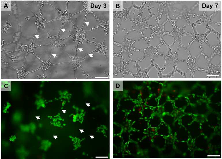 콜라겐 기반의 혈관세포형 바이오페이퍼를 몰드에서 분리해낸 모습. (A)몰드에 로딩한 지 (A) 3일과 (B) 7일 후의 몰드로부터 분리된 혈관세포형 바이오페이퍼. Live/dead 염색법으로 확인한 바이오페이퍼 내에서 몰드에서 분리된 지 (C) 3일과 (D) 7일 후 MS-1 혈관세포의 생존성 확인. 흰 화살표는 혈관세포들이 뻗어나가기 전인 콜라겐 구조만 있는 부분을 나타냄. 시간이 지남에 따라, 혈관세포들이 콜라겐을 따라 밧줄이 꼬인 것처럼 타이트하게 그물구조망을 형성하였음. Scale bar = 100 μm