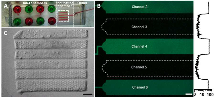 바이오페이퍼와 8채널 미세유체 소자의 결합. (A) 바이오페이퍼와 결합된 미세유체 소자의 8개의 채널에 각각 색소를 흘려준 이미지. (B) 형광물질(streptavidin–FITC)을 짝수 채널에만 넣어주어 채널 간에 유체 유출 현상이 없는지 확인한 이미지 및 그에 해당하는 정량적 형광신호. 바이오페이퍼에는 형광물질이 결합할 수 있는 폴리스티렌 비드가 내재되어 있음. Scale bar= (B) 1 mm, (C) 500 μm