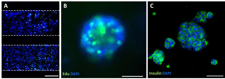 미세유체소자를 이용한 바이오페이퍼 내 베타세포 클러스터의 성장 능력 및 단백질 마커 분석. (A) Edu(초록색) 염색을 통한 채널 내 베타세포 클러스터의 성장 능력을 나타내는 이미지. 핵은 파란색으로 염색됨. (B) (A)의 확대된 이미지이며 하나의 베타세포 클러스터 내 세포 성장 분포를 나타내는 이미지. (C) 인슐린을 표지하는 항체(초록색)를 통해서 베타세포 클러스터의 정성적 인슐린 분포를 나타내는 이미지. 핵은 파란색으로 염색됨. Scalebar = (A) 500 μm, (B) 100 μm, (C) 50 μm