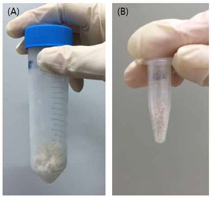 (A) 탈 세포 된 간 조직 (B) 탈 세포 된 간 조직의 파우더 형태