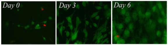 Live/Dead staining 결과 (live cell : green, dead cell : red)