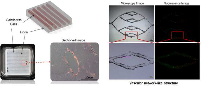 바이오프린팅 기술을 이용한 2차원 혈관 패터닝 및 혈관 유사 구조체 제작 기술 개발