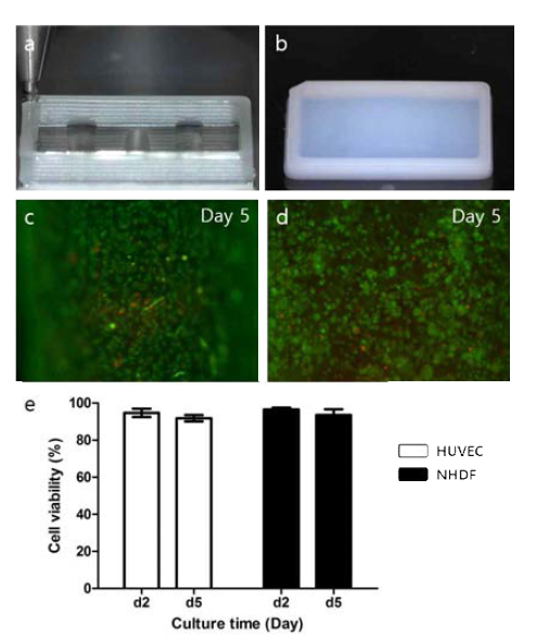 바이오프린팅을 이용한 인공혈관 유사체 제작. (a,b)프린팅 된 인공혈관 유사 구조체. (c,d)구조체 내의 HUVEC 및 NHDF의 세포생존율 평가