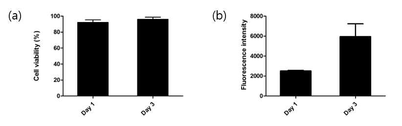 이식형 구조체 내 Min6 생존률 및 증식률 평가. (a) Day 1, Day 3 Min6생존률, (b) Min6 증식에 따른 형광강도 변화