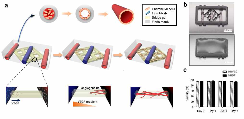 저농도 피브린젤 (Bridge gel)을 이용한 미세혈관 패터닝 공정 및 프린팅 결과. (a) 미세혈관 구조체 프린팅 전략, (b) 가교 전후 프린팅 결과물 사진, (c) 프린팅 후 구조체 내의 세포 생존율