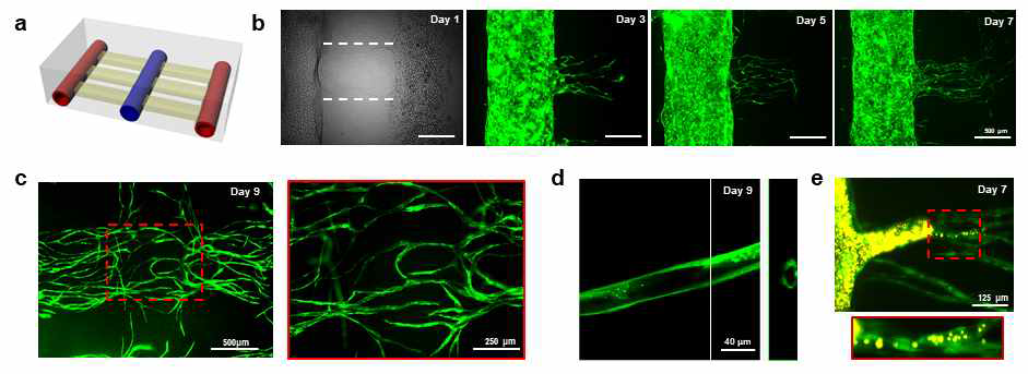3D 바이오 프린팅 공정을 통해 형성된 미세혈관 이미지. (a) 프린팅 구조체 구상도, (b) 형성된 미세혈관의 날짜별 이미지, (c) 프린팅 9일 후 양쪽 채널에서 뻗어난 미세혈관이 서로 연결됨, (d) 형성된 미세혈관이 관 구조를 이루고 있음을 확인함, (e) 혈관 내피세포 채널에 형광을 띄는 마이크로비드를 주입한 결과 이미지. (green: GFP-HUVEC, yellow: 1μm microbeads)