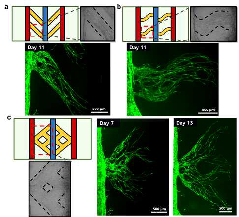 Bridge gel 패터닝 조절을 통해 형성된 다양한 패턴의 미세혈관 네트워크 이미지. (a) 대각 패턴의 프린팅 구조체 구상도와 형성된 미세혈관 이미지. (b) 물결 패턴의 프린팅 구조체 구상도와 형성된 미세혈관 이미지. (c) 네 갈래의 가지 패턴의 프린팅 구조체 구상도와 형성된 미세혈관 이미지