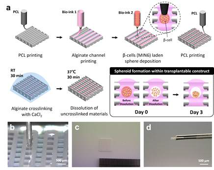 베타세포 스페로이드 형성이 유도되는 이식형 구조체 제작. (a) 구조체 제작을 위한 하이브리드 프린팅 전략. (b) 니들 노즐을 활용한 고농도 세포 페터닝. (c),(d) 프린팅된 구조체 이미지. ((c) 윗면, (d) 측면)