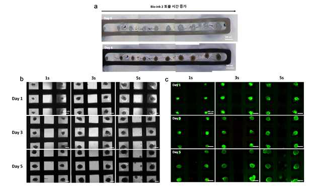 바이오잉크 의 토출시간에 따른 3D 구조체 내 베타세포 스페로이드 크기 조절. (a) 토출시간이 늘어남에 따라 베타세포 스페로이드 크기 증가. (b) 토출시간에 따른 3D 구조체 내 스페로이드 분포의 날짜별 이미지. (c) 구조체의 Live & assay 날짜별 이미지 사진 (green : live red : dead)