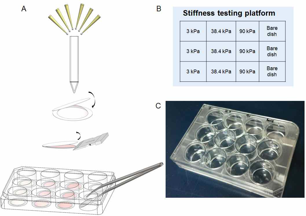 A. PA gel을 이용한 platform 제작 모식도, B. 다양한 바닥 강성에 따른 stiffness testing platform 모식도, C. Stiffness testing platform