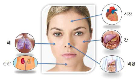 안면부 오장 구획도