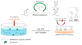 폴리페놀산화효소를 이용한 zwitterion 표면 고정화 기술 모식도
