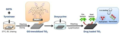 폴리페놀산화효소를 이용한 graphene oxide/항균약물 표면 고정화 기술 모식도