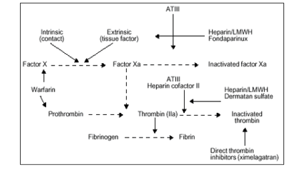 헤파린의 항응고 효과 (E. Nutescu et al., Am. J. Health. Syst. Pharm. 2002, 59,7-14)