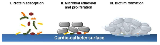 카디오도관의 감염(바이오필름) 형성의 모식도