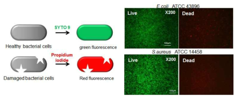 Live/Dead staining assay의 원리