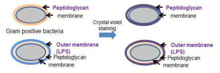 Crystal violet 염색방법의 원리