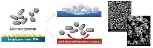 미생물 증식에 의한 biofilm 형성 과정