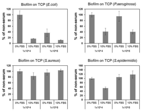 미생물 초기 농도 및 FBS 유무에 따른 바이오필름 형성 비교