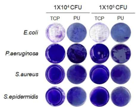 미생물 초기 농도 및 표면(재료) 차이에 따른 바이오필름 형성 (Crystal violet staining)