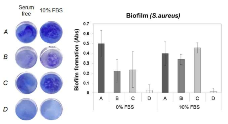 항균/항혈전 기능성 소재에서의 S.aurues의 바이오필름형성 평가 (A:Bare PU, B:Heparin-immobilized PU, C: Heparin/Ag-immobilized PU, D: Zwitterionic polymer immobilized PU)