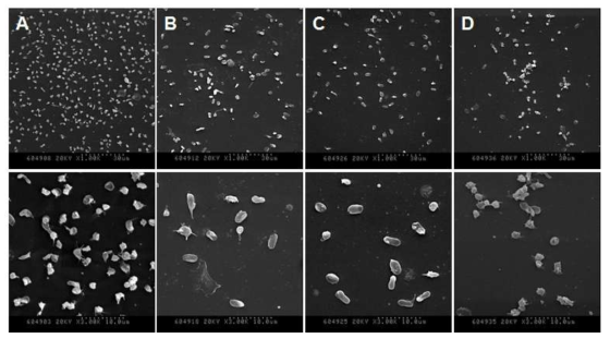 항균/항혈전 기능성 소재에서 혈소판 부착능 SEM image (A: Bare PU, B: Heparin-immobilized PU, C: Heparin/Ag-immobilized PU, D: Zwitterionic polymer immobilized PU)