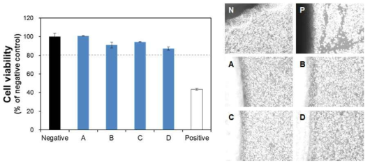 항균/항혈전 기능성 소재의 세포독성 평가 (A: Bare PU, B: Heparin-immobilized PU, C: Heparin/Ag-immobilized PU, D: Zwitterionic polymer immobilized PU)