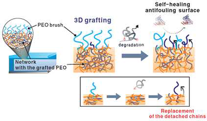 PEO grafting on the surface and inside of a P2VP film