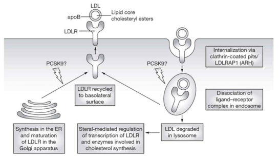 LDL 분해에 중요한 LDLR (LDL 수용체)의 생물학적 경로