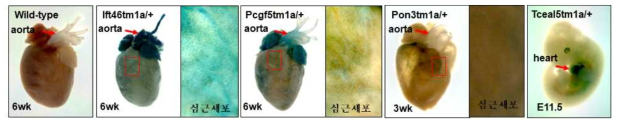 제작된 심혈관계 유전자적중마우스의 배아 및 성체 심장의 X-gal 염색
